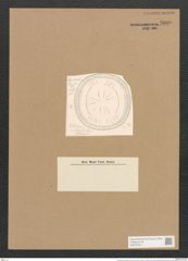 Campylodiscus peramplus Cleve. (de-Toni-Nr.: Genus 57, Species 2491) Zeichnungen Sammlung Grunow Nr. 5000 (NHMW-BOT-W0373245)
